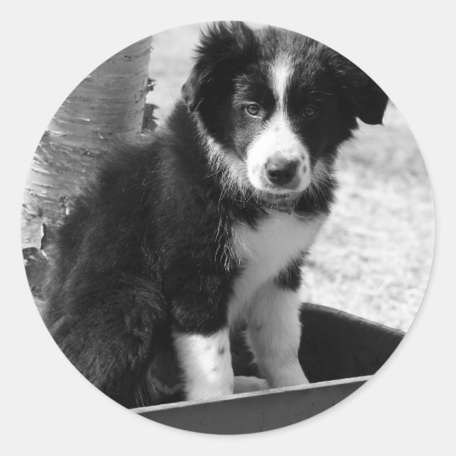 Adesivo Border Collie Puppy (Frente)