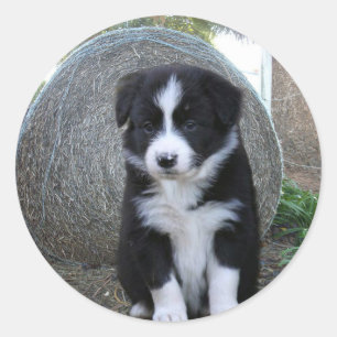 Adesivo Border Collie Puppy Fazenda Life,