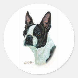 Adesivo Boston Terrier