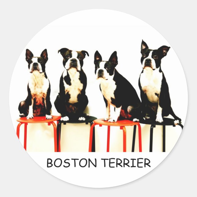 ADESIVO BOSTON TERRIER (Frente)