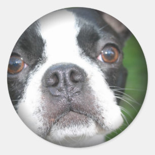 Adesivo Boston Terrier desvaneceu-se em volta das