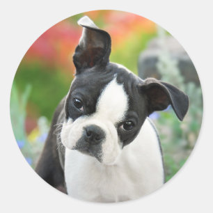 Adesivo Boston Terrier Dog Cute Puppy Animal Head Photo 