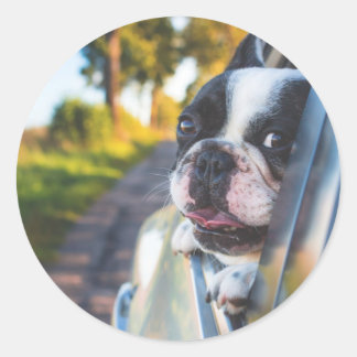 Adesivo Boston Terrier Dog Sentindo Cabeça para Fora da Ja