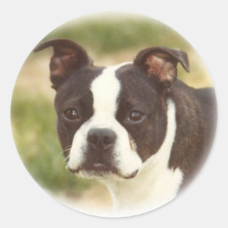 Adesivo Boston Terrier: Pequena Beleza