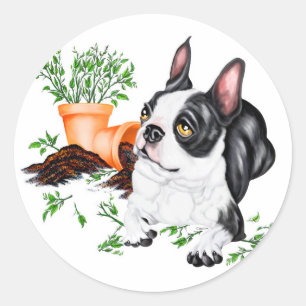 Adesivo Boston Terrier Pup Sticker