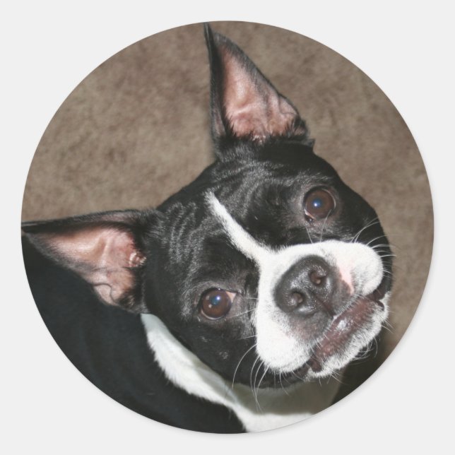 Adesivo Boston Terrier: Rosto Brilhante (Frente)