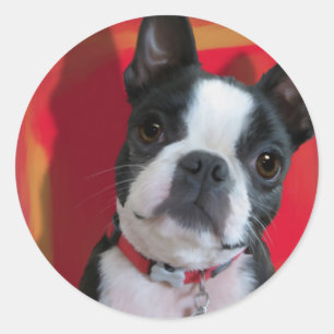 Adesivo Boston Terrier Sticker