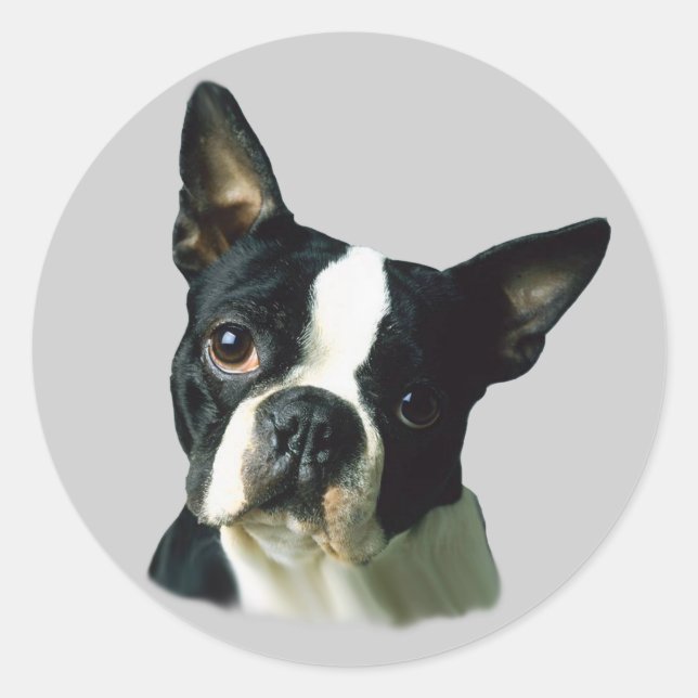 Adesivo Boston Terrier Sticker (Frente)