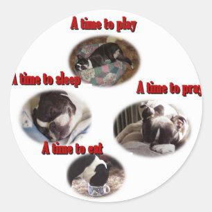 Adesivo Boston Terrier: Um momento