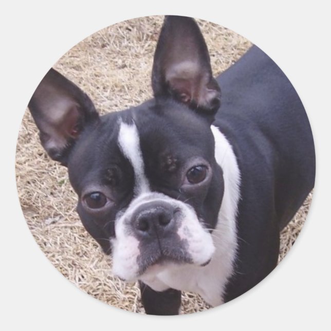 Adesivo bostonterrier (Frente)