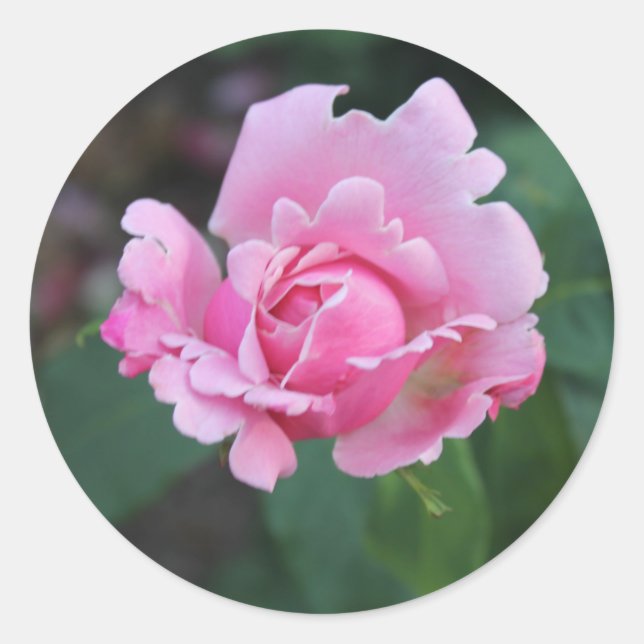 Adesivo Botão de Rosa Rosa (Frente)