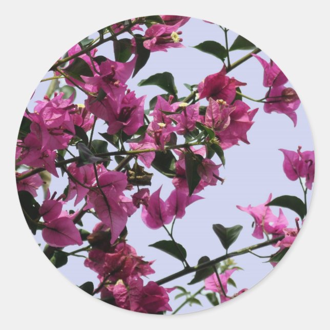 Adesivo Bougainvillea Stickers (Frente)