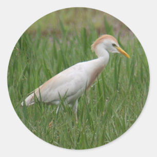 Adesivo Bovinos Egret Pássaros redondos