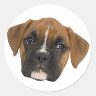 Adesivo Boxer