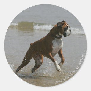 Adesivo Boxer Dog in Water