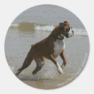 Adesivo Boxer Dog in Water
