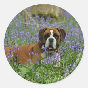 Adesivo Boxer Lay in Bluebells