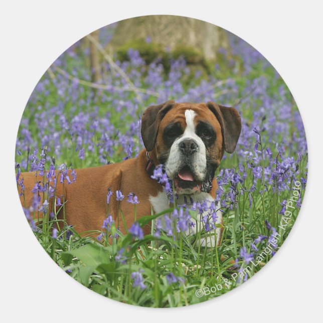 Adesivo Boxer Lay in Bluebells (Frente)