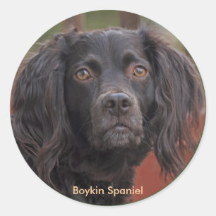 Adesivo Boykin Spaniel Stickers