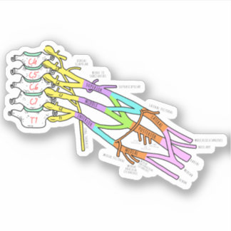 Adesivo Brachial Plexus