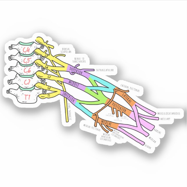 Adesivo Brachial Plexus (Frente)