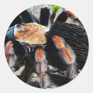 Adesivo Brachypelma boehmei