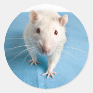 Adesivo branco de rato