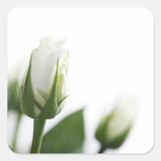 Adesivo branco de rosa