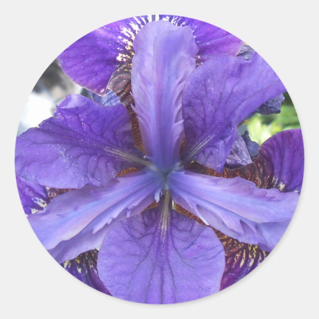 Adesivo Brandeis (Frente)