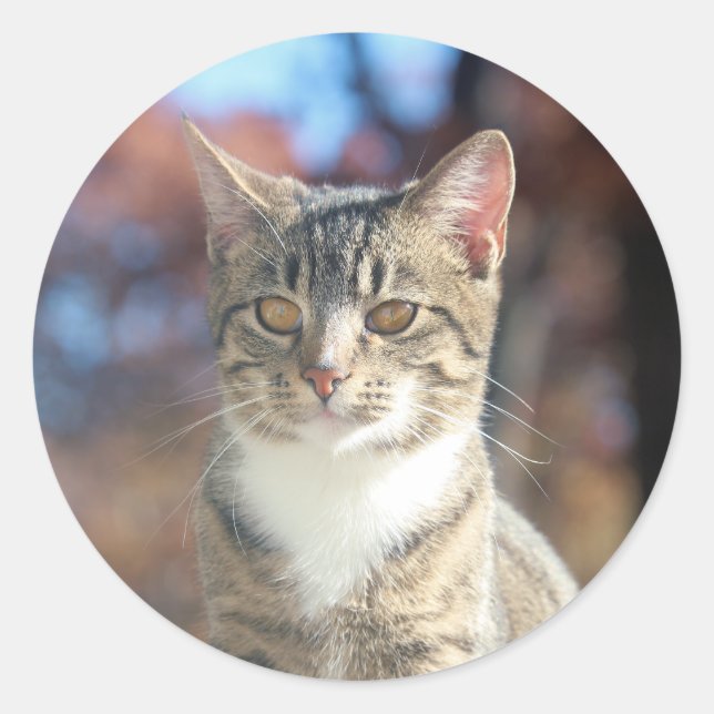 Adesivo Brin (Frente)