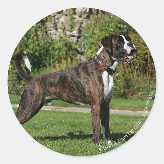 Adesivo Brindle Boxer Dog Show Stance (Frente)