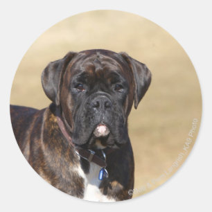 Adesivo Brindle Boxer Dog Stander
