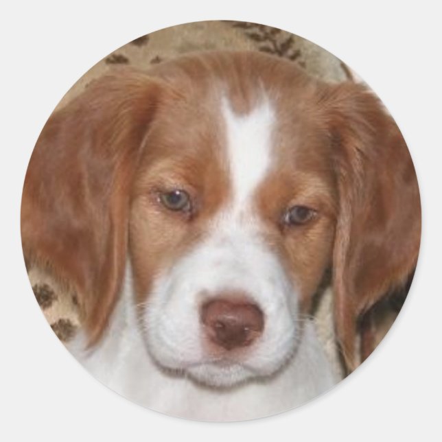 Adesivo Brittany Puppy (Frente)