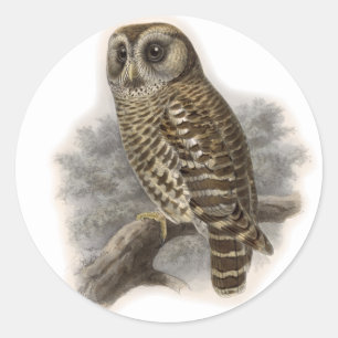Adesivo Brown Owl
