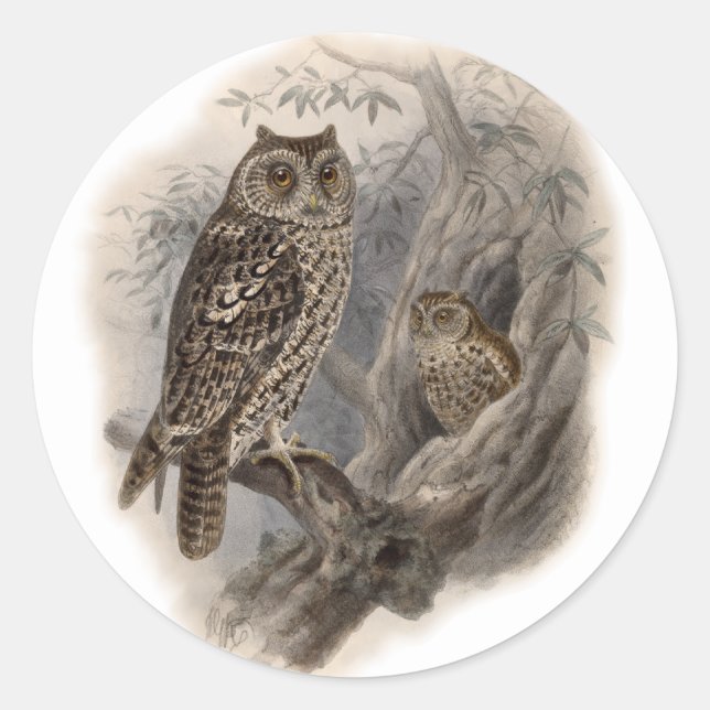 Adesivo Brown Owl (Frente)