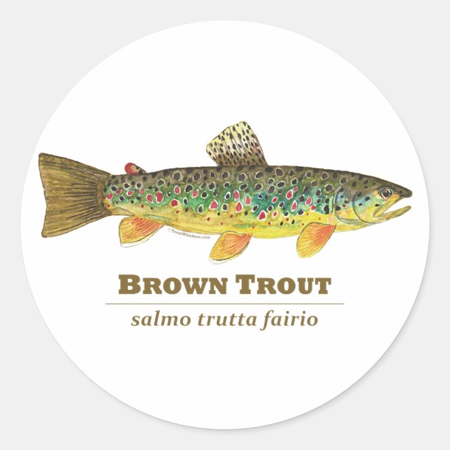 Adesivo Brown Trout Ichthyology Latino (Frente)
