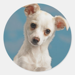 Adesivo Bruno, Chihuahua Puppy