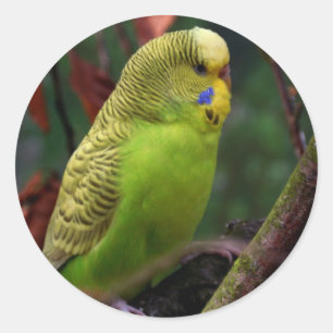 Adesivo Budgie verde