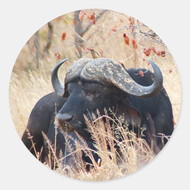 Adesivo búfalo (Frente)