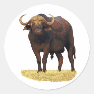 Adesivo Buffalo Africano Água