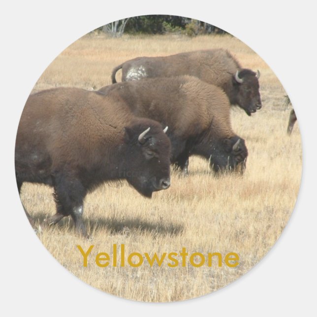 Adesivo Buffalo Yellowstone Sticker (Frente)