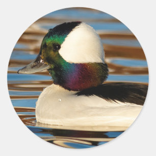 Adesivo Bufflehead masculino na tarde Sun
