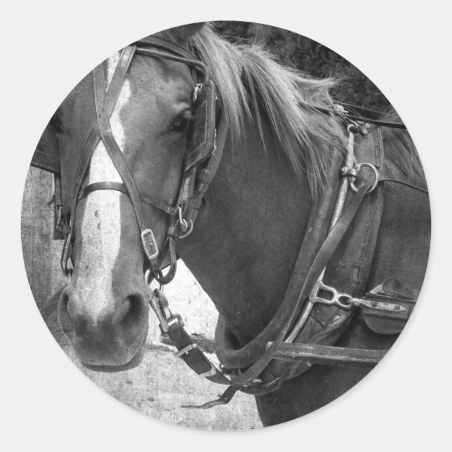 Adesivo Buggy Horse no Posto Hitching (Frente)