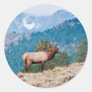 Adesivo Bugido de Touro de Alce (Cervus Elephus)