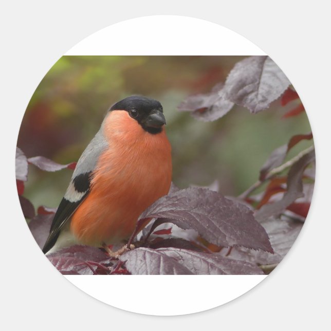 Adesivo Bull Finch (Frente)