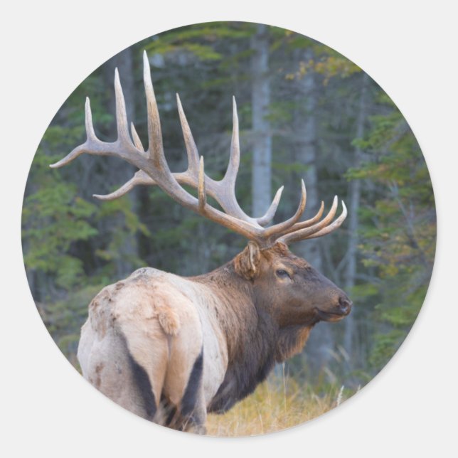 Adesivo Bull Rocky Mountain Elk (Frente)