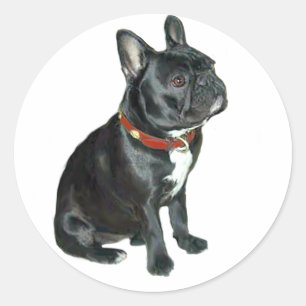 Adesivo Bulldog Francês - Preto com coleira vermelha