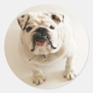 Adesivo Bulldog Muito Bonito