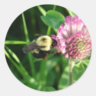 Adesivo Bumble Bee em Red Clover
