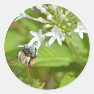 Adesivo Bumblebee e flores